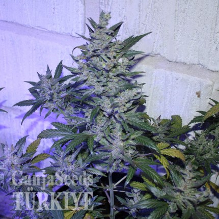 Auto AK 47 feminised Ganja Seeds Kenevir tohumları internet mağazası Auto AK 47 feminised Ganja Seeds