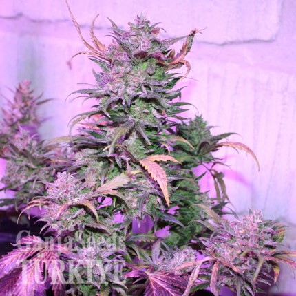 İstanbul’da Auto AK 47 feminised Ganja Seeds kenevir tohumu Auto AK 47 feminised Ganja Seeds