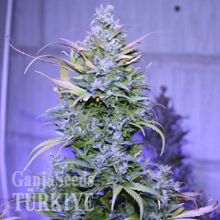 Ankara’da Auto AK 47 feminised Ganja Seeds kenevir tohumu Auto AK 47 feminised Ganja Seeds