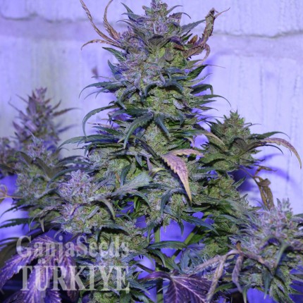 Antalya’da Auto AK 47 feminised Ganja Seeds kenevir tohumu Auto AK 47 feminised Ganja Seeds