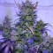 Antalya’da  Auto AK 47 feminised Ganja Seeds kenevir tohumu