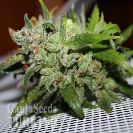 Diyarbakır’da Auto AK 47 feminised Ganja Seeds kenevir tohumu Auto AK 47 feminised Ganja Seeds