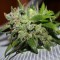Diyarbakır’da  Auto AK 47 feminised Ganja Seeds kenevir tohumu