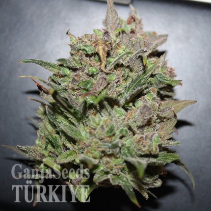 Fethiye’de Auto AK 47 feminised Ganja Seeds kenevir tohumu Auto AK 47 feminised Ganja Seeds