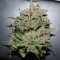 Fethiye’de  Auto AK 47 feminised Ganja Seeds kenevir tohumu