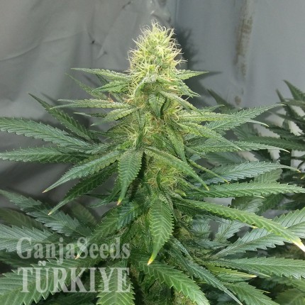Bursa’da Auto AK 47 feminised Ganja Seeds kenevir tohumu Auto AK 47 feminised Ganja Seeds