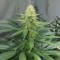 Bursa’da  Auto AK 47 feminised Ganja Seeds kenevir tohumu