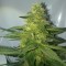 Adana’da  Auto AK 47 feminised Ganja Seeds kenevir tohumu