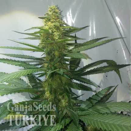 Aydın’da Auto AK 47 feminised Ganja Seeds kenevir tohumu Auto AK 47 feminised Ganja Seeds