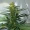 Aydın’da  Auto AK 47 feminised Ganja Seeds kenevir tohumu