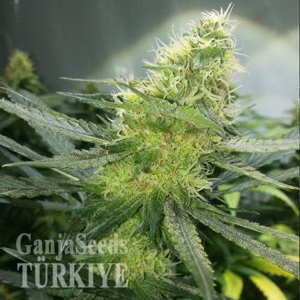 Çanakkale’de Auto AK 47 feminised Ganja Seeds kenevir tohumu Auto AK 47 feminised Ganja Seeds