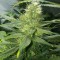 Denizli’de  Auto AK 47 feminised Ganja Seeds kenevir tohumu