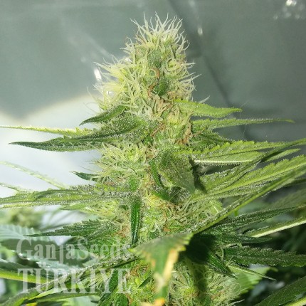 Hatay’da Auto AK 47 feminised Ganja Seeds kenevir tohumu Auto AK 47 feminised Ganja Seeds