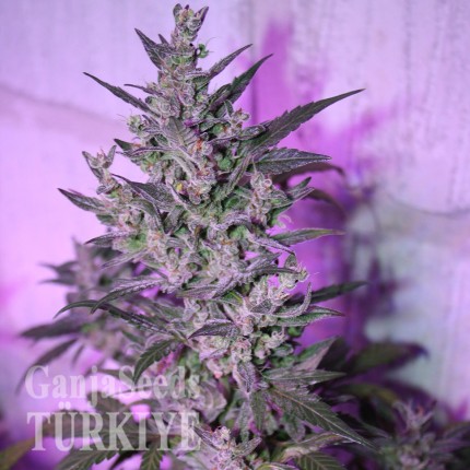 Isparta’da Auto AK 47 feminised Ganja Seeds kenevir tohumu Auto AK 47 feminised Ganja Seeds