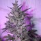 Isparta’da  Auto AK 47 feminised Ganja Seeds kenevir tohumu