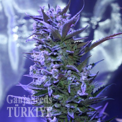 Konya’da Auto AK 47 feminised Ganja Seeds kenevir tohumu Auto AK 47 feminised Ganja Seeds