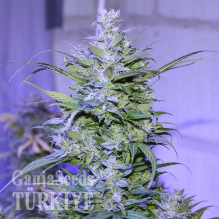 Mardin’de Auto AK 47 feminised Ganja Seeds kenevir tohumu Auto AK 47 feminised Ganja Seeds