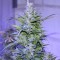 Mardin’de  Auto AK 47 feminised Ganja Seeds kenevir tohumu