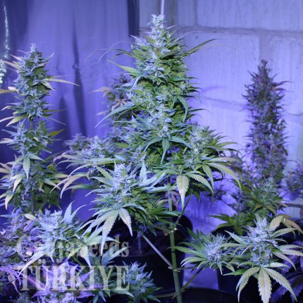 Rize’de Auto AK 47 feminised Ganja Seeds kenevir tohumu Auto AK 47 feminised Ganja Seeds