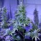 Rize’de  Auto AK 47 feminised Ganja Seeds kenevir tohumu