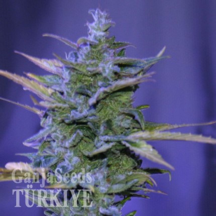 Samsun’da Auto AK 47 feminised Ganja Seeds kenevir tohumu Auto AK 47 feminised Ganja Seeds