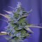 Samsun’da  Auto AK 47 feminised Ganja Seeds kenevir tohumu