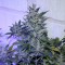 Trabzon’da  Auto AK 47 feminised Ganja Seeds kenevir tohumu