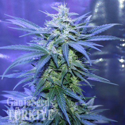 Yalova’da Auto AK 47 feminised Ganja Seeds kenevir tohumu Auto AK 47 feminised Ganja Seeds