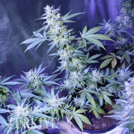 Auto AK 47 feminised Ganja Seeds Otomatik çiçeklenen dişileştirilmiş kenevir tohumu Auto AK 47 feminised Ganja Seeds
