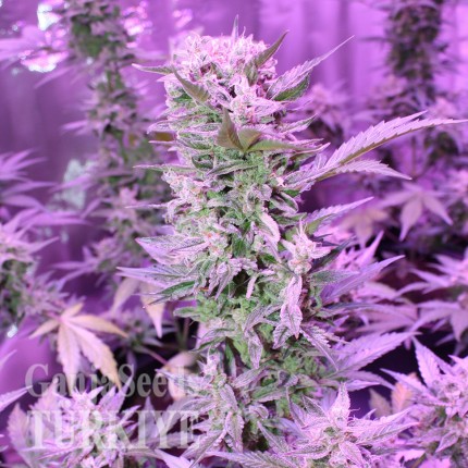Auto AK 47 feminised Ganja Seeds Otomatik çiçeklenen kenevir tohumları Auto AK 47 feminised Ganja Seeds