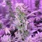 Auto AK 47 feminised Ganja Seeds Otomatik çiçeklenen kenevir tohumları