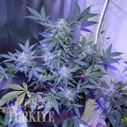 Auto AK 47 feminised Ganja Seeds Otomatik çiçeklenen dişileştirilmiş kenevir tohumu kargo ile eve teslim Auto AK 47 feminised Ganja Seeds