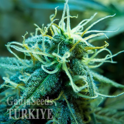 GanjaSeeds internet mağazasından online kenevir tohumu siparişi ver Blue Mango feminised Ganja Seeds Blue Mango feminised Ganja Seeds