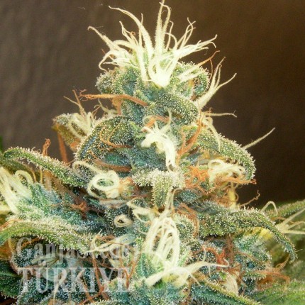 GanjaSeeds internet mağazasında fotoperiyod dişileştirilmiş kenevir tohumları Blue Mango feminised Ganja Seeds Blue Mango feminised Ganja Seeds