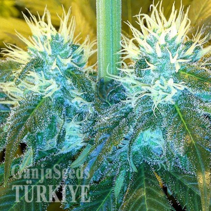 Blue Mango feminised Ganja Seeds Yüksek verimli kenevir tohumları Blue Mango feminised Ganja Seeds