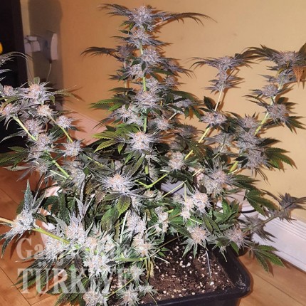 Blue Mango feminised Ganja Seeds Kenevir kültürü tohumları Blue Mango feminised Ganja Seeds