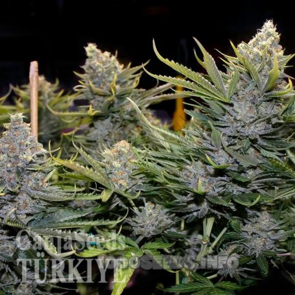 Blue Mango feminised Ganja Seeds Orijinal ambalajda kenevir tohumları Blue Mango feminised Ganja Seeds