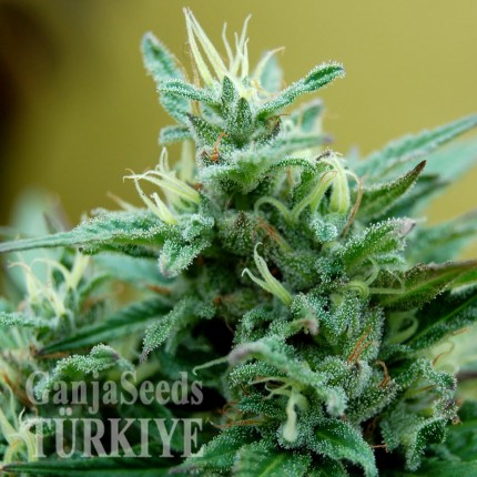 Blue Mango feminised Ganja Seeds Acemiler için kenevir tohumları Blue Mango feminised Ganja Seeds