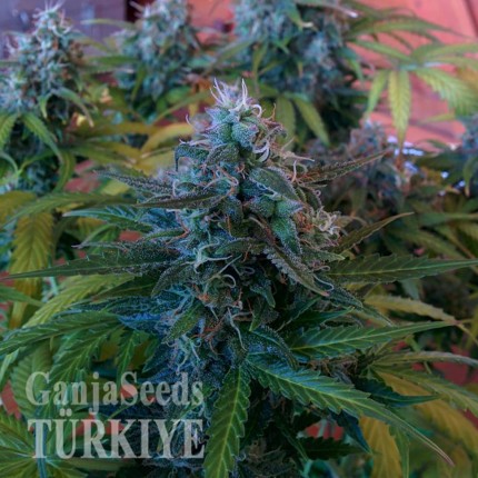 Blue Mango feminised Ganja Seeds Tıbbi sınıf kenevir çeşidi tohumları Blue Mango feminised Ganja Seeds