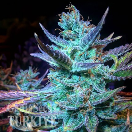 Blue Mango feminised Ganja Seeds Elit kenevir çeşidi tohumları Blue Mango feminised Ganja Seeds