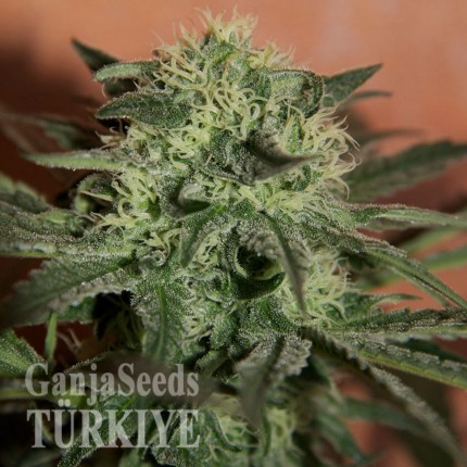 Auto Super Lemon Haze CBD feminised Ganja Seeds Auto Super Lemon Haze CBD feminised Ganja Seeds