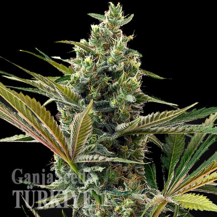 Auto Super Lemon Haze CBD feminised Ganja Seeds Auto Super Lemon Haze CBD feminised Ganja Seeds
