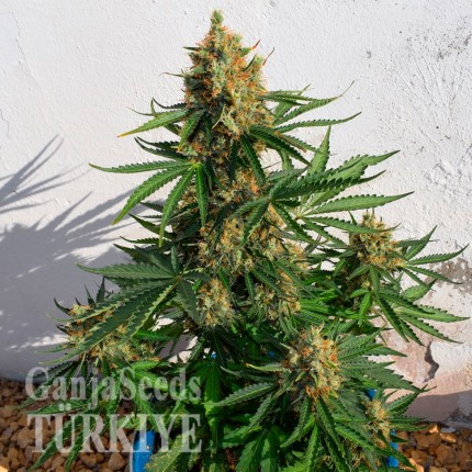 Auto Super Lemon Haze CBD feminised Ganja Seeds Auto Super Lemon Haze CBD feminised Ganja Seeds