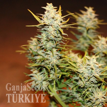 Auto Dolche Cheese feminised Ganja Seeds