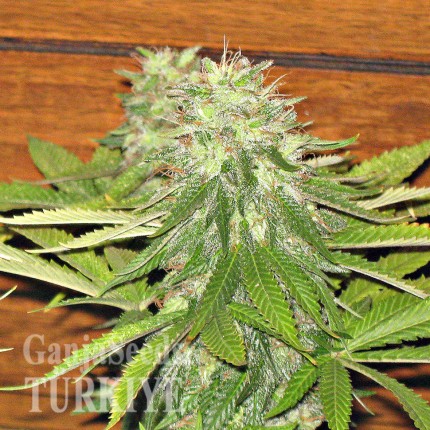 Auto Dolche Cheese feminised Ganja Seeds