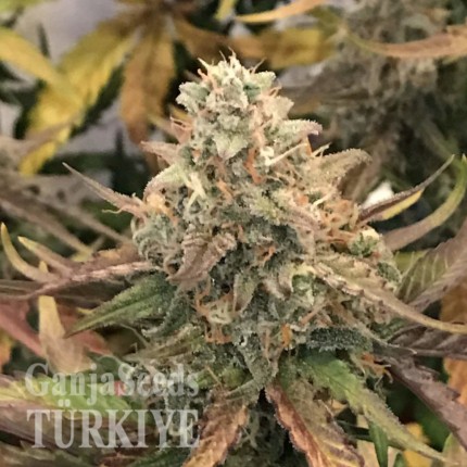 Auto Dolche Cheese feminised Ganja Seeds