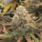 Ankara’da  Auto Dolche Cheese feminised Ganja Seeds kenevir tohumu