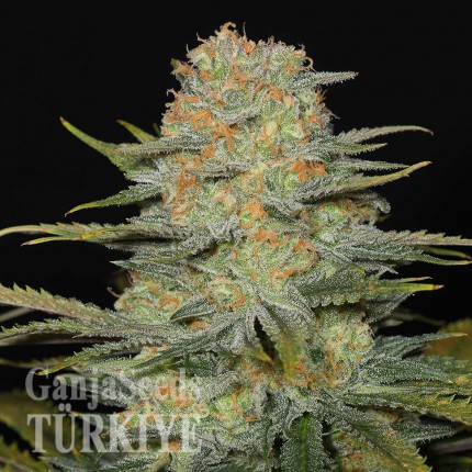 Auto Dolche Cheese feminised Ganja Seeds