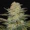 İzmir’de  Auto Dolche Cheese feminised Ganja Seeds kenevir tohumu
