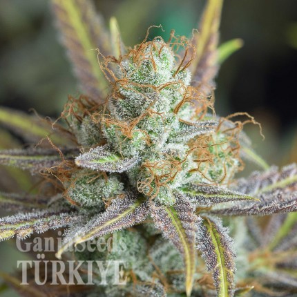 Auto Dolche Cheese feminised Ganja Seeds